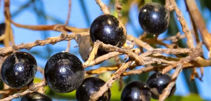 Saw Palmetto