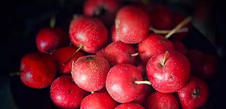 Chinese Hawthorn
